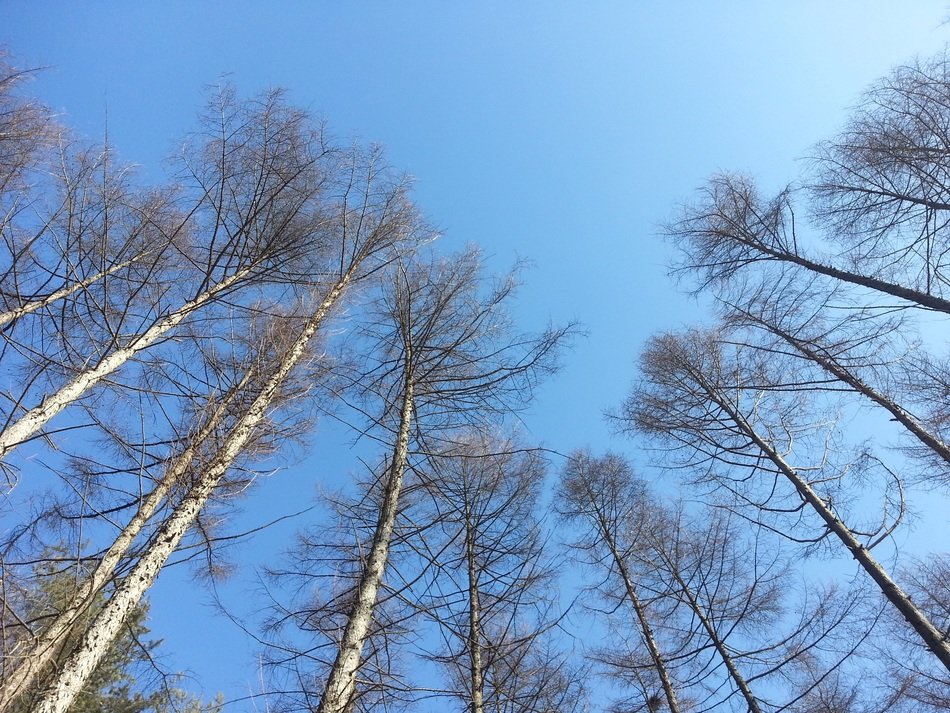 tree tops against the bright sky