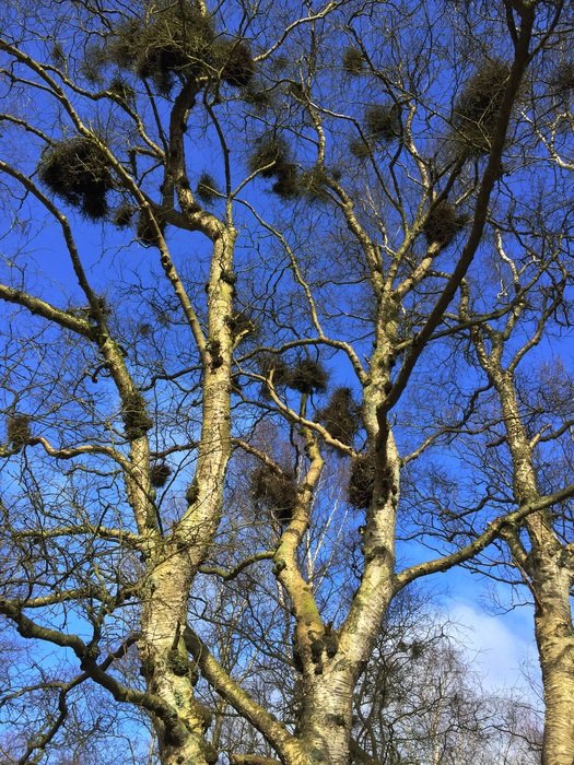 bottom view of the trees with growths
