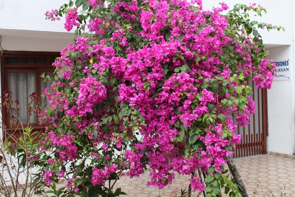 small pink flowers on the balcony