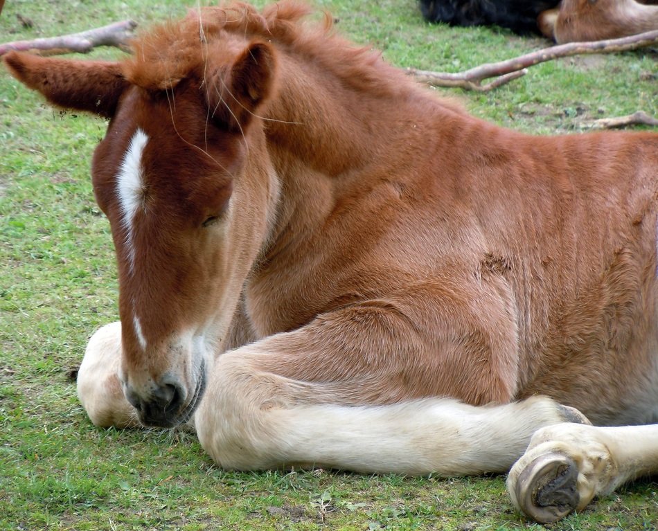 brown foal on grass close up
