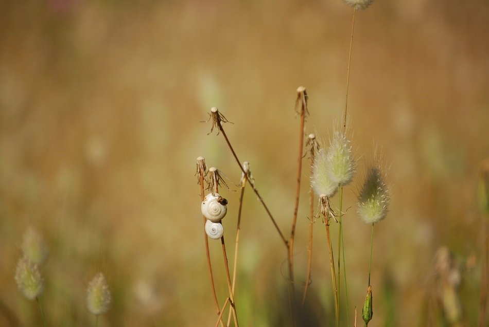 Macro photo of the pussywillow flowers
