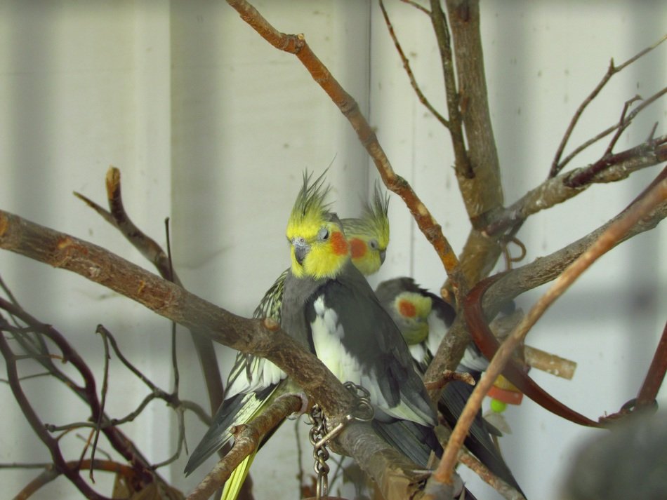 cockatiels, Nymphicus hollandicus