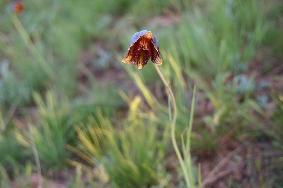 wild tulip in steppe