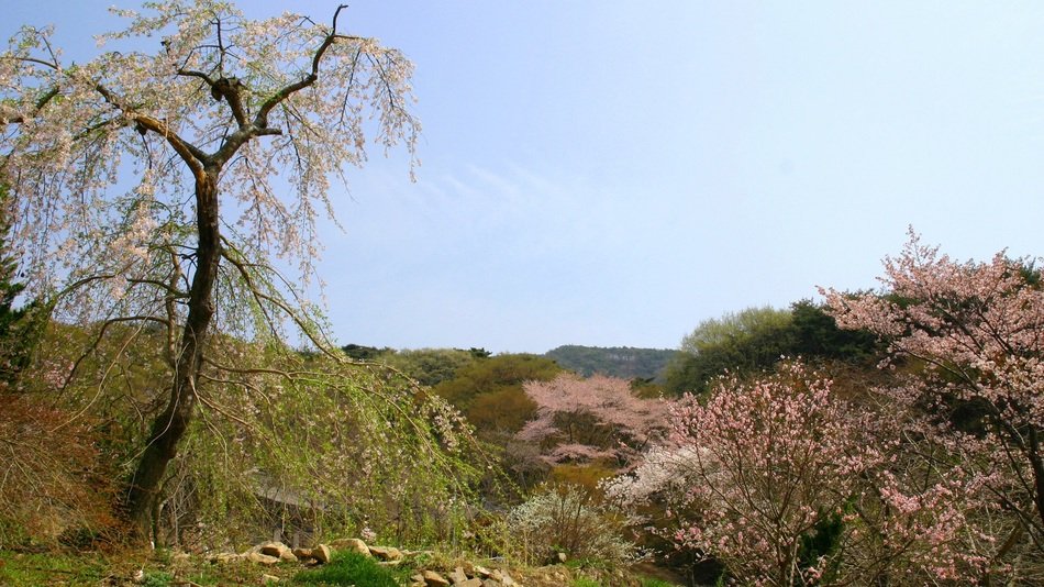 cherry blossoms in gaesimsa