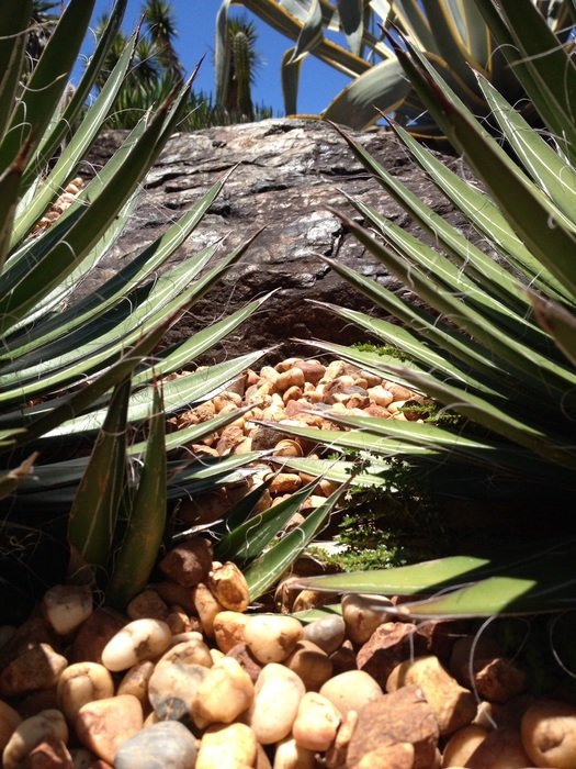 cacti grow in stones