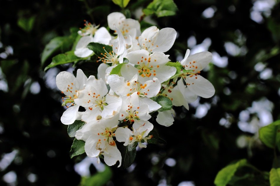 fruit tree in spring