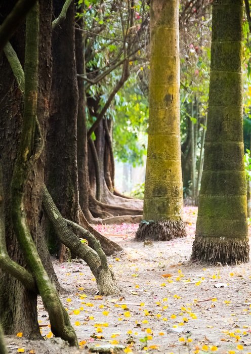 natural green tree