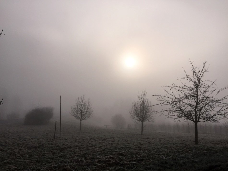 Meadow with lonely trees in haze