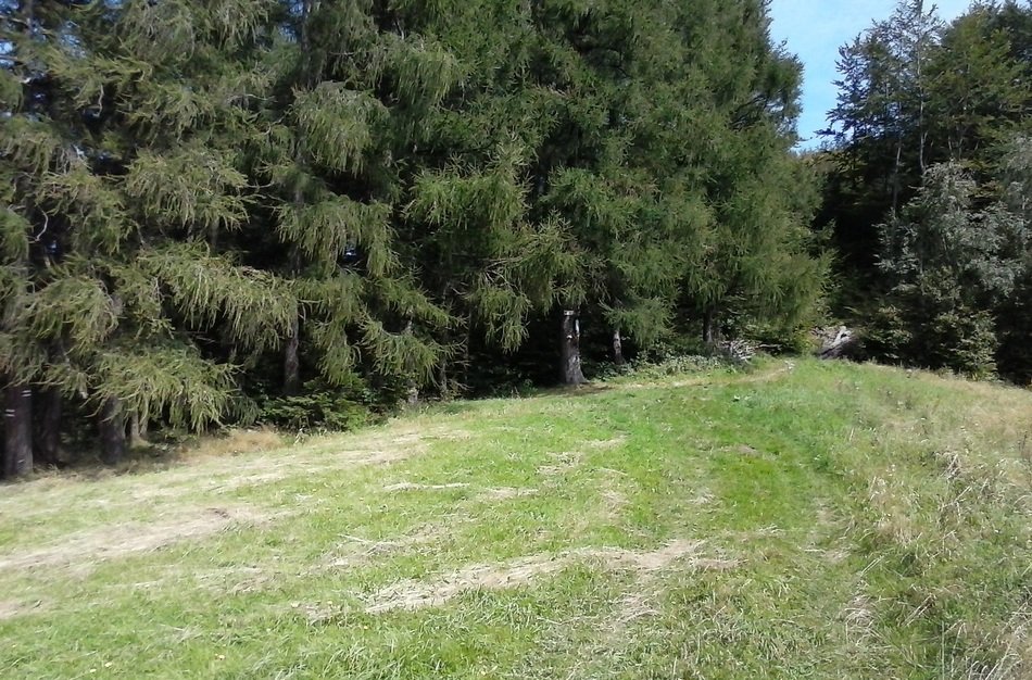 Beautiful landscape with the green road in the forest
