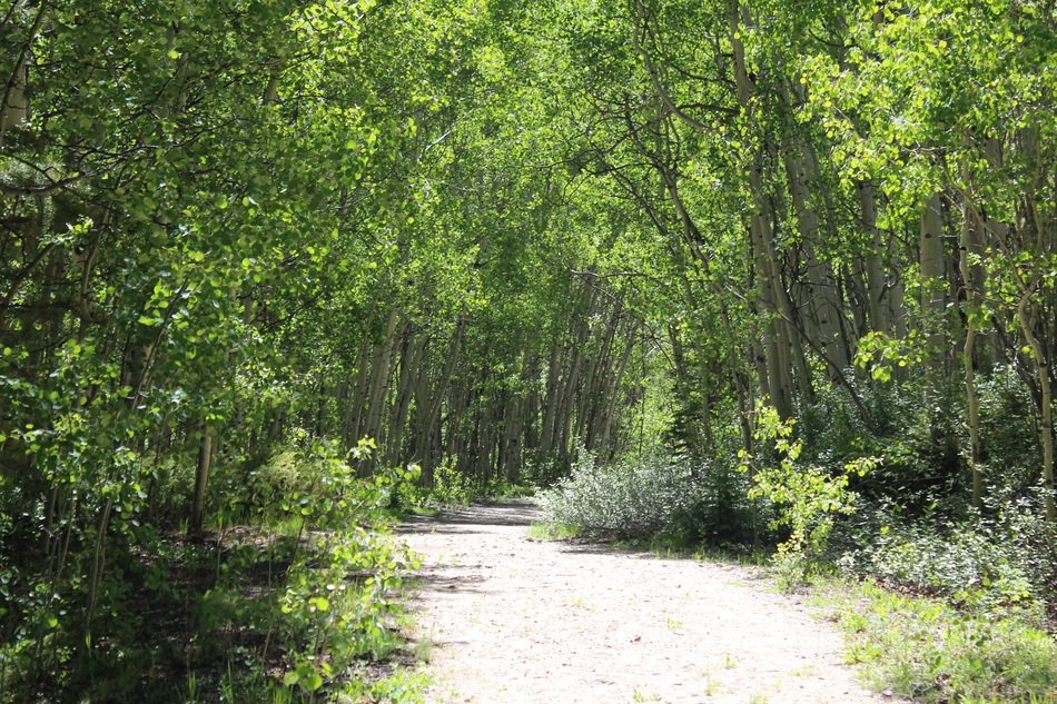 nature mountains forest