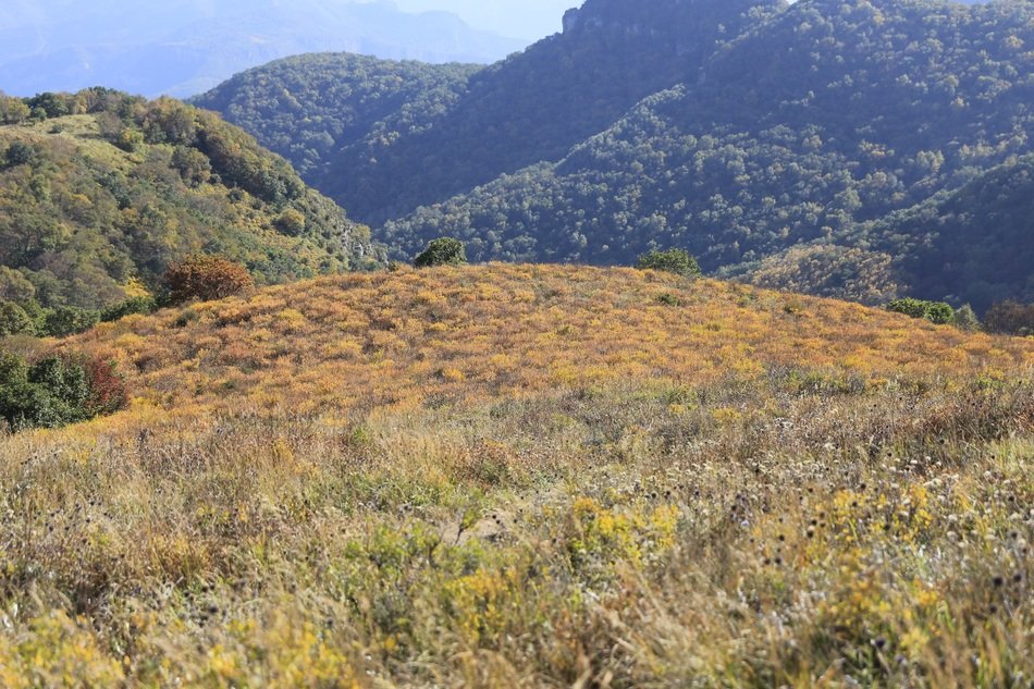 meadow with yellow grass