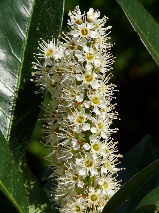 The laurel blossom among the long green leaves