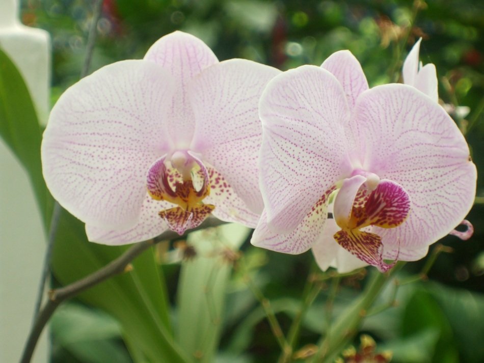 orchid flowers with purple middle