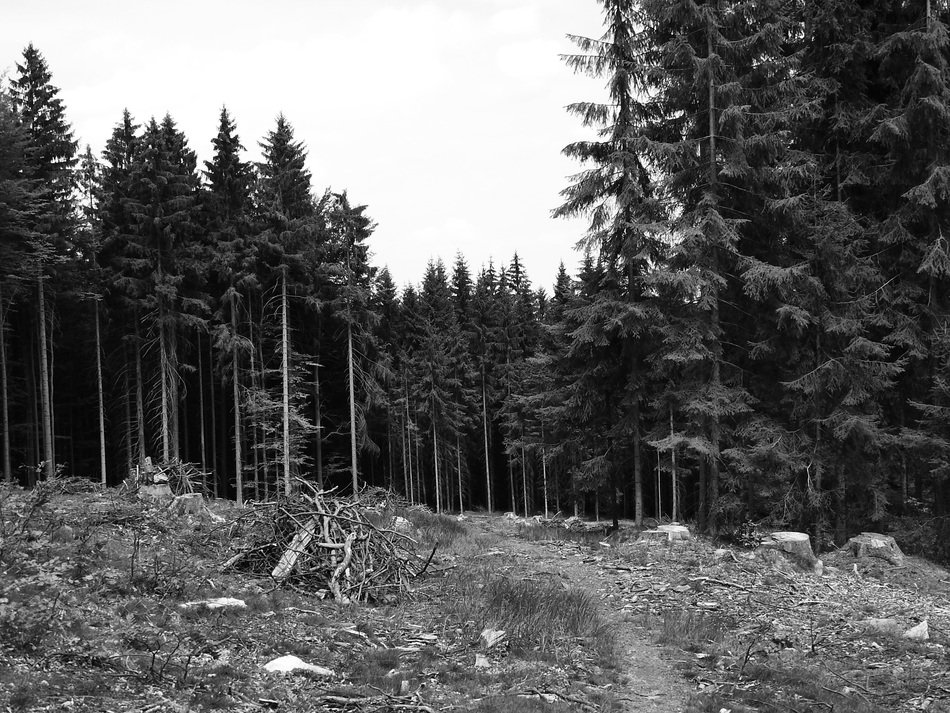 black-and-white image of trails through spruce forest, south bohemia