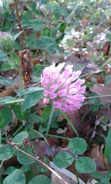 four leaf clover nature