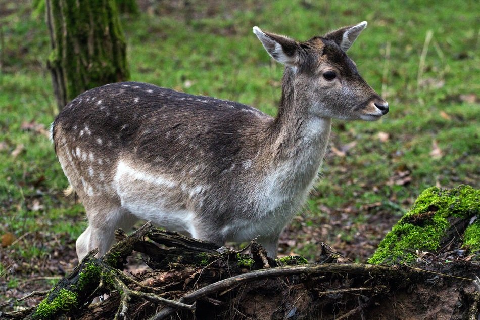 hirsch in the forest on green grass