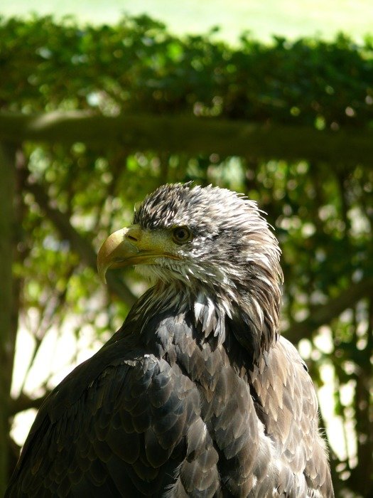 Close-up of the beautiful and colorful eagle in the nature reserve