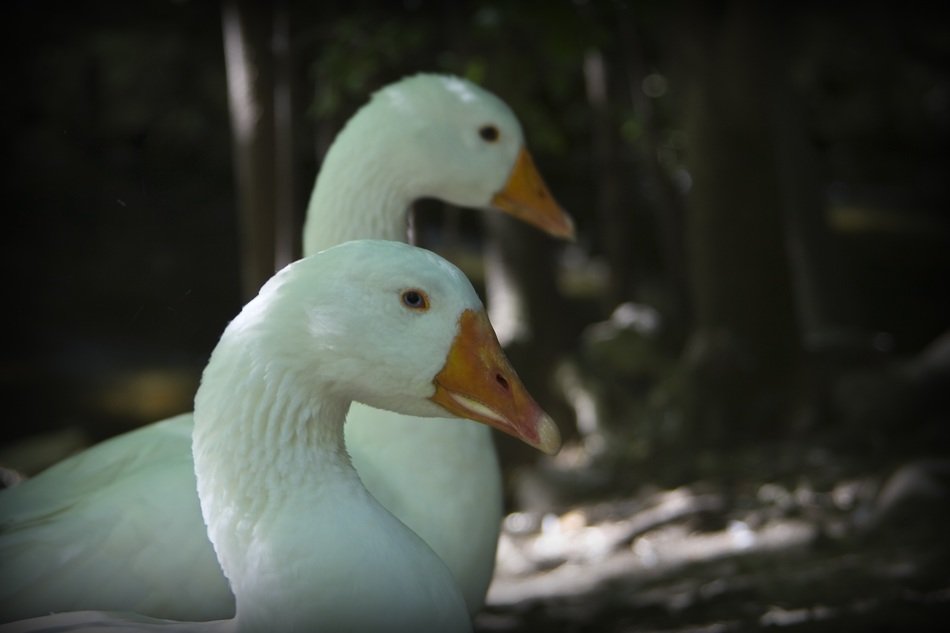 wild white swans in the forest