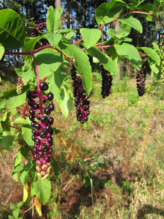 wonderful pokeberry
