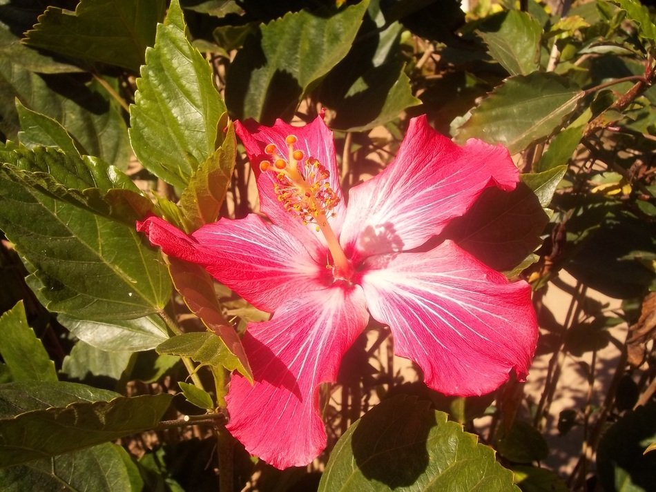 pink flower on the ground in the garden
