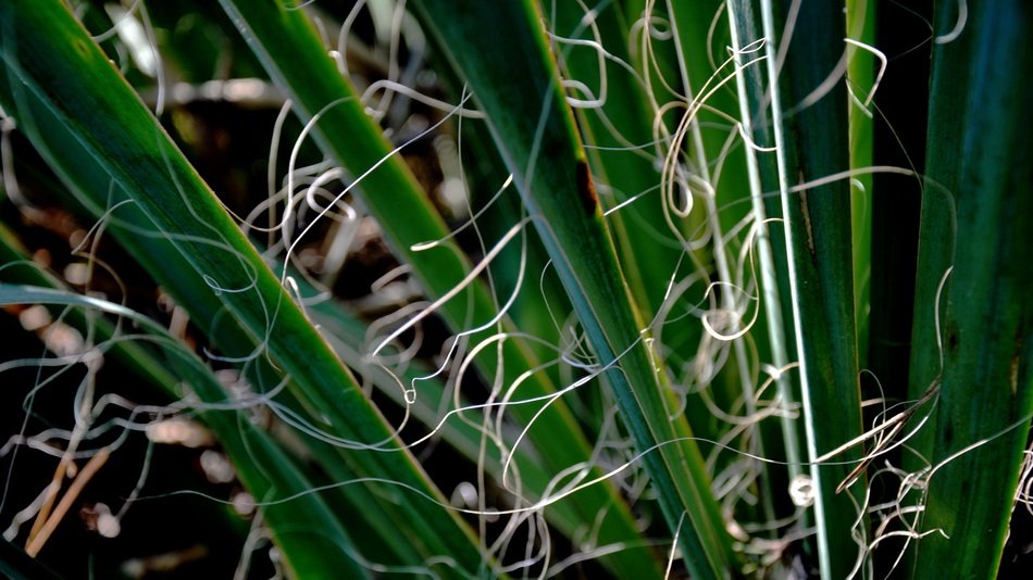 exotic plant in spring