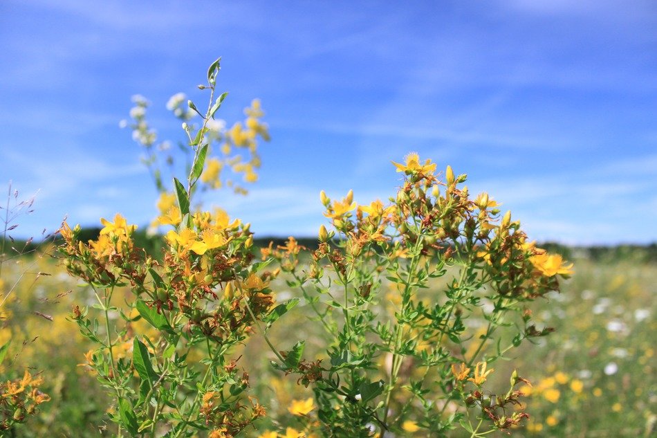 Picture of yellow flowers at the background of the blue sky