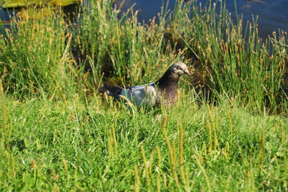 dove in the green grass by the lake