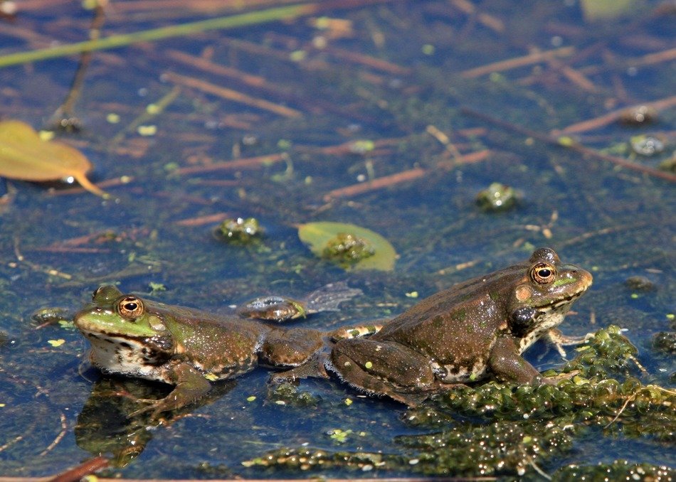 frogs in pond close-up