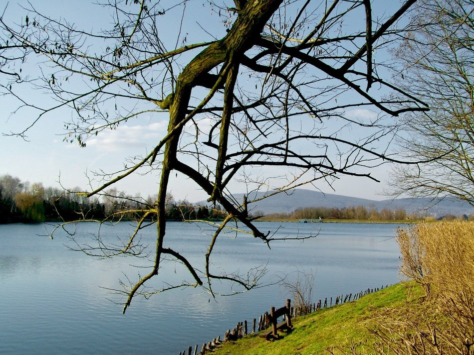 Boughs of the trees near the lake