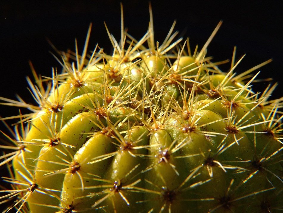 cactus plant macro