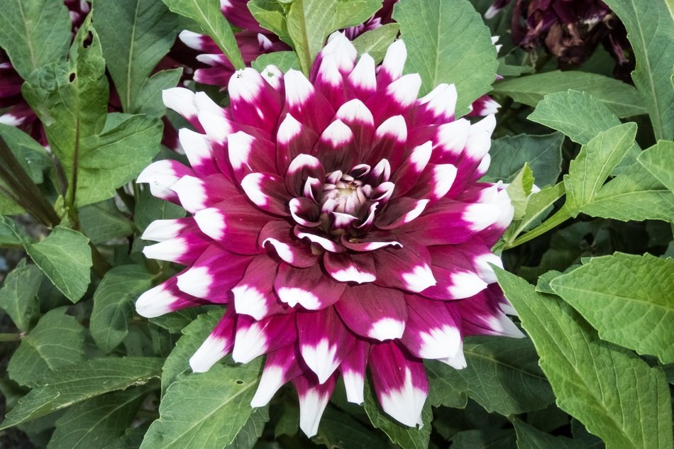 burgundy flower with white edges on the petals