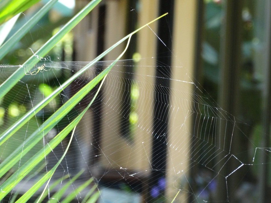 spider web in costa rica