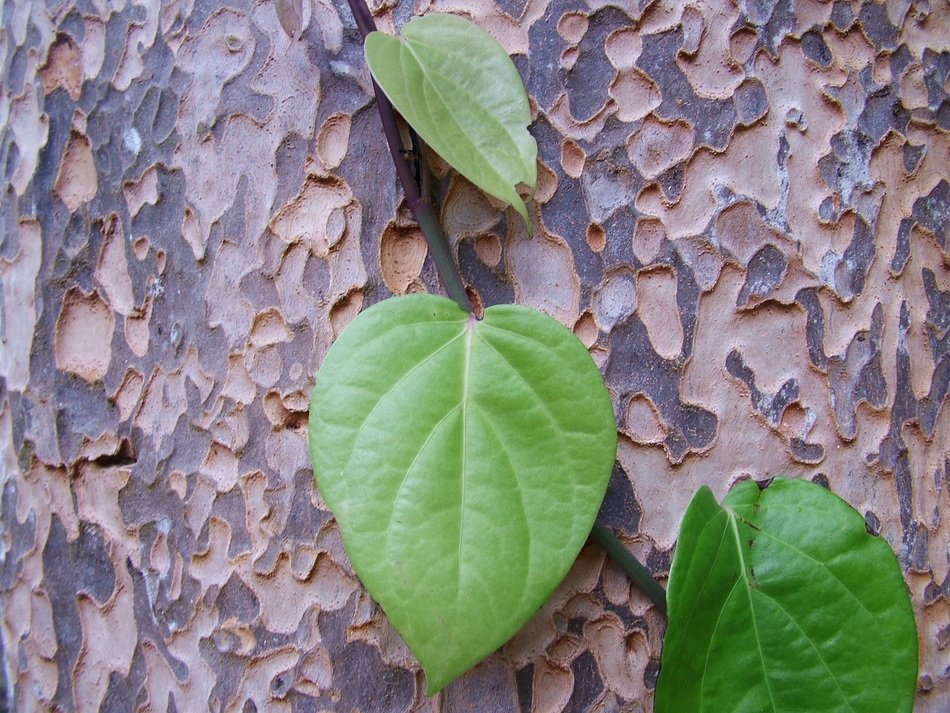 trunk and leaves