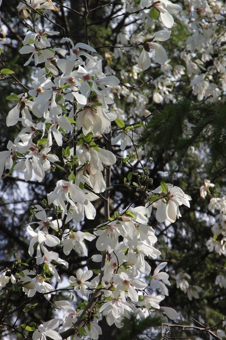 white blossoming magnolia