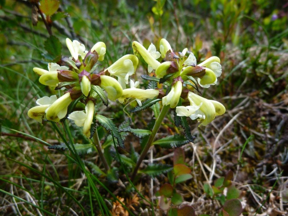 blooming flower on the mountain