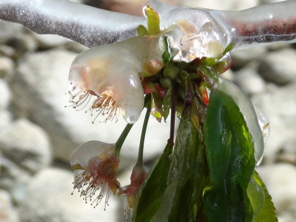 Beautiful and colorful iced flowers with green leaves on the branch