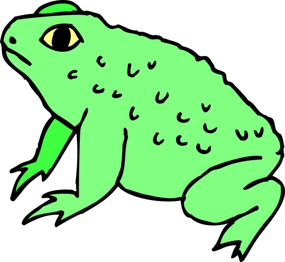 Drawing of the cute, green frog at white background