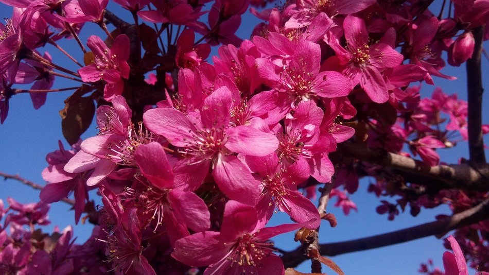 closeup photo of bright pink flowers on a tree branch in the garden