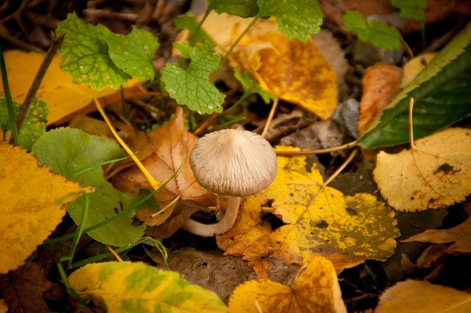 unusually beautiful mushroom grow