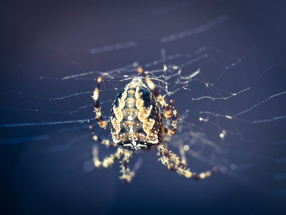 big spider on the web in close-up