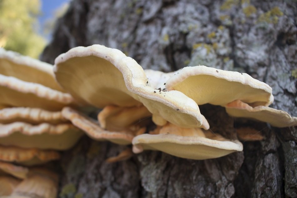 laetiporus mushroom on the tree