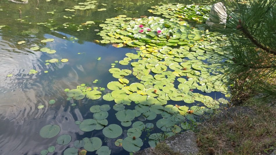lilies in Korea