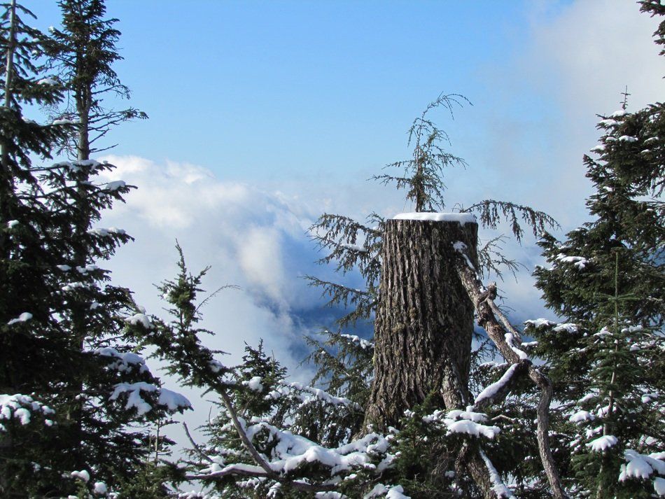forest in Vancouver