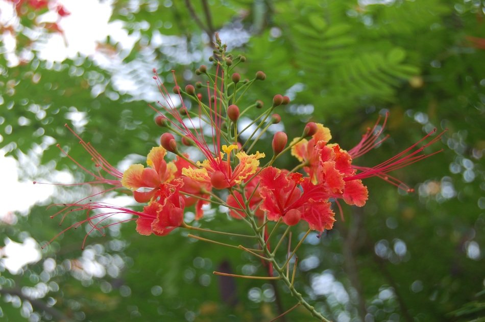Beautiful red and yellow flowers on the plant