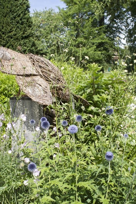 Blue flowers and green plants near the stone
