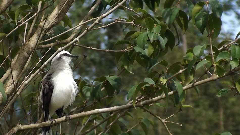 bird on the tree
