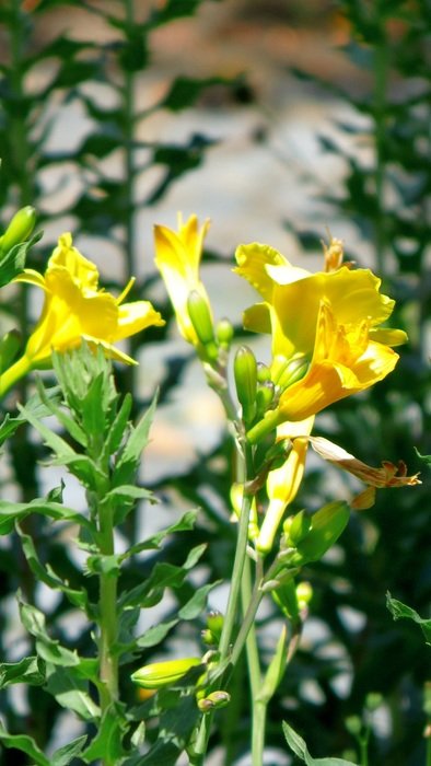 yellow flower plant in the garden