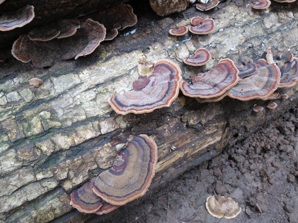 picture of beautiful tree mushrooms on the trunk