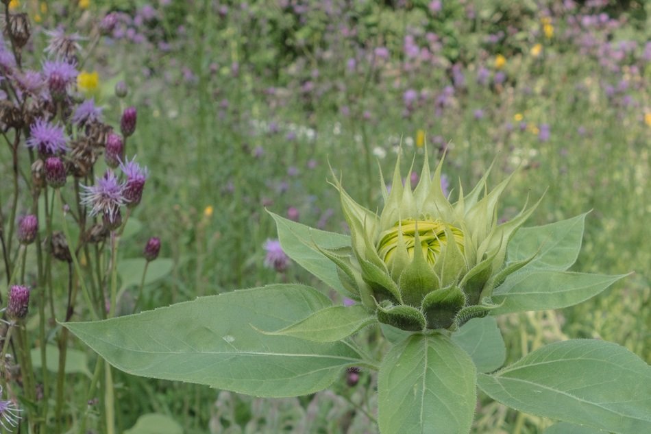 sun flower in bloom