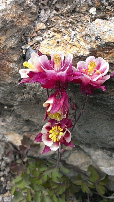 pink flowers on stone